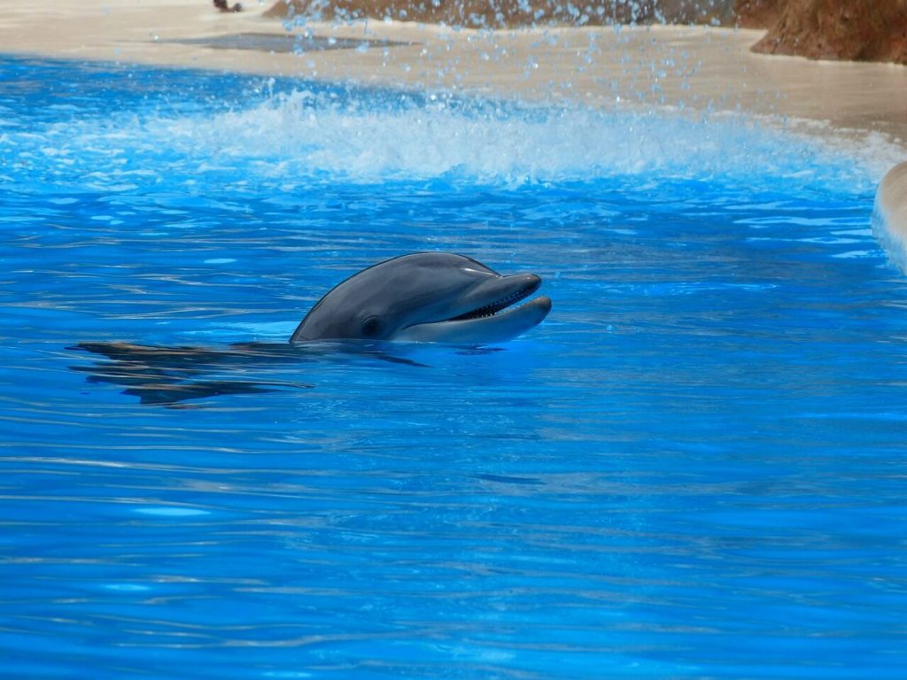delfin butlonosy w wodach Adriatyku